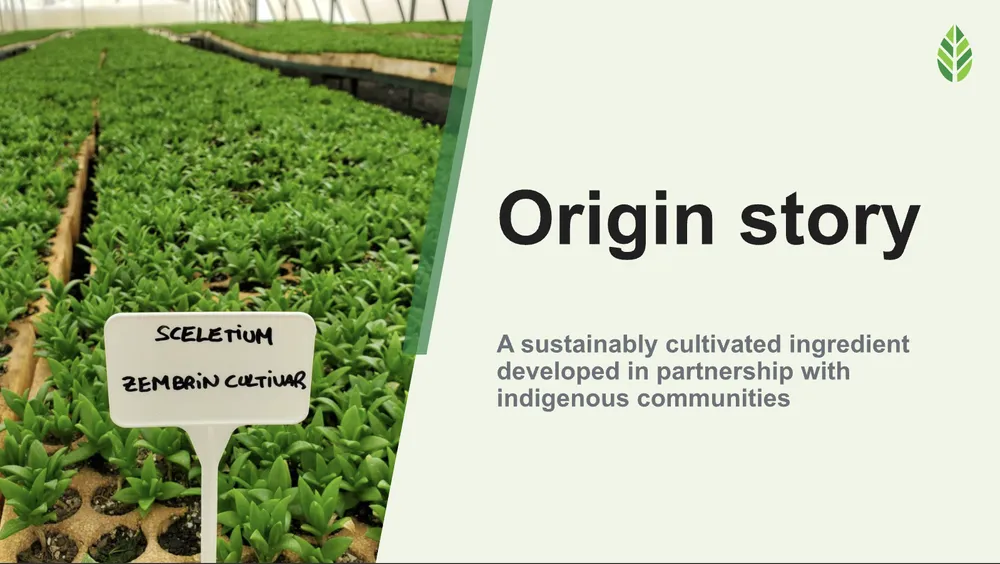 The origin of Zembrin, PLT Health Solutions' standardized kanna (Sceletium tortuosum) extract